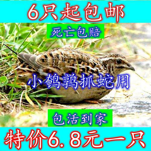 诱饵鸟青年鹌鹑7元1只包邮养殖场直发下蛋鹌鹑鸟活体宠物手玩特价 - 图0