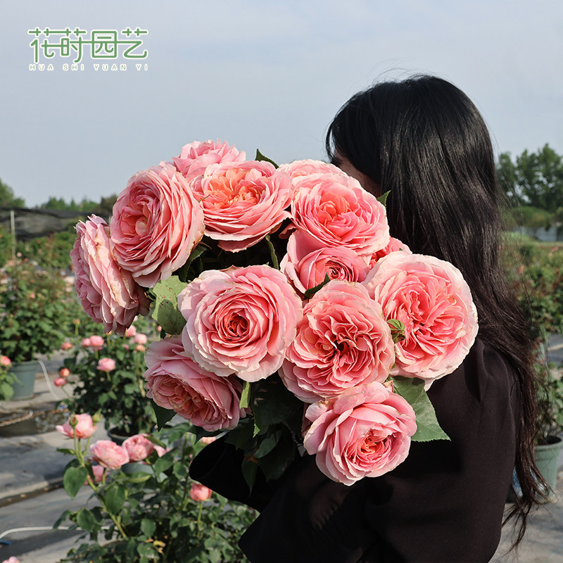 花莳园艺 【月季裸根】地栽庭院植物灌木爬藤 月季超高修剪发货,淘宝优惠券,粉丝福利购,淘宝优惠卷