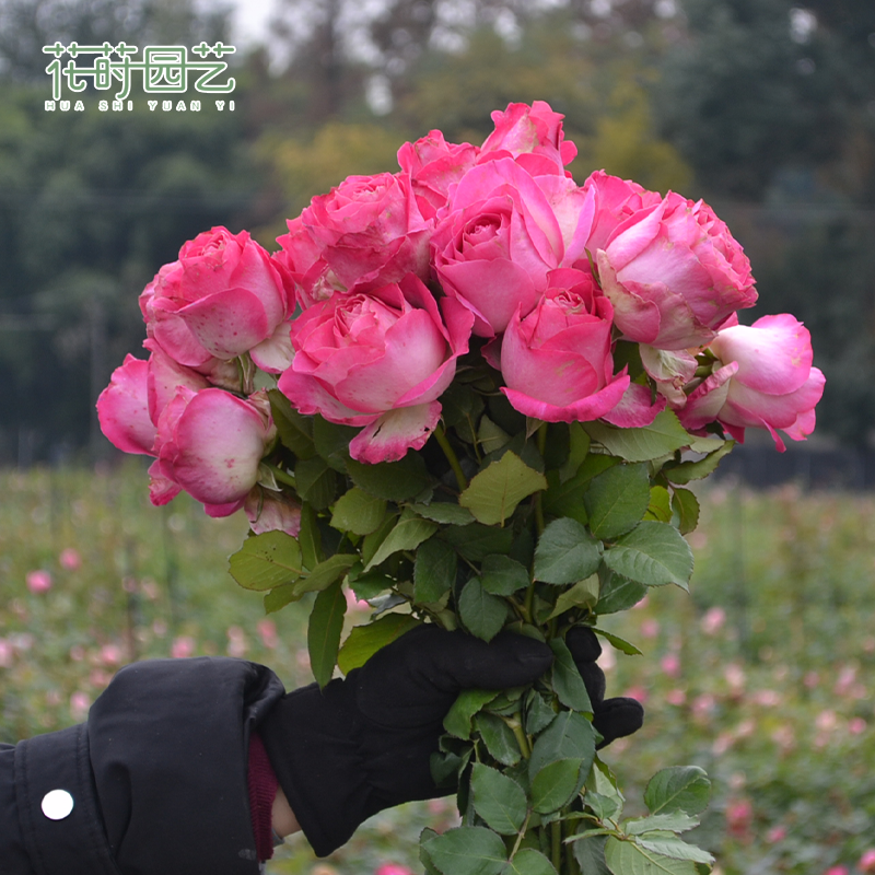 花莳园艺 【 2加月季福利】特惠非偏包邮月季盆栽法版花宫娜月季,淘宝优惠券,粉丝福利购,淘宝优惠卷