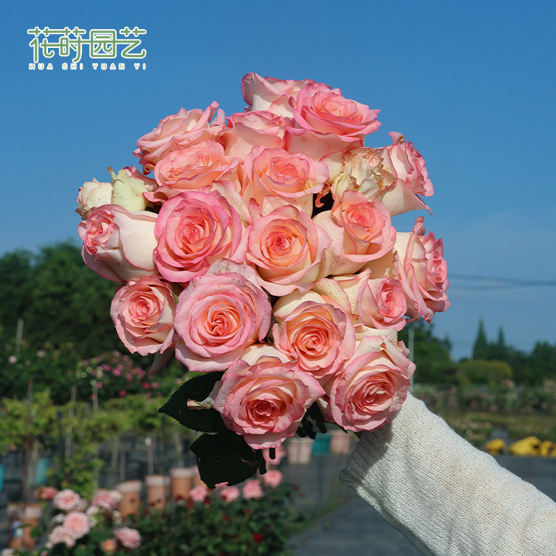 花莳园艺 【 2加月季福利】特惠非偏包邮月季盆栽法版花宫娜月季,淘宝优惠券,粉丝福利购,淘宝优惠卷