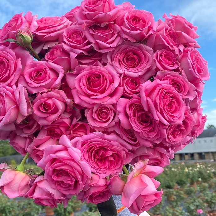 花莳园艺 【 2加月季福利】特惠非偏包邮月季盆栽法版花宫娜月季,淘宝优惠券,粉丝福利购,淘宝优惠卷