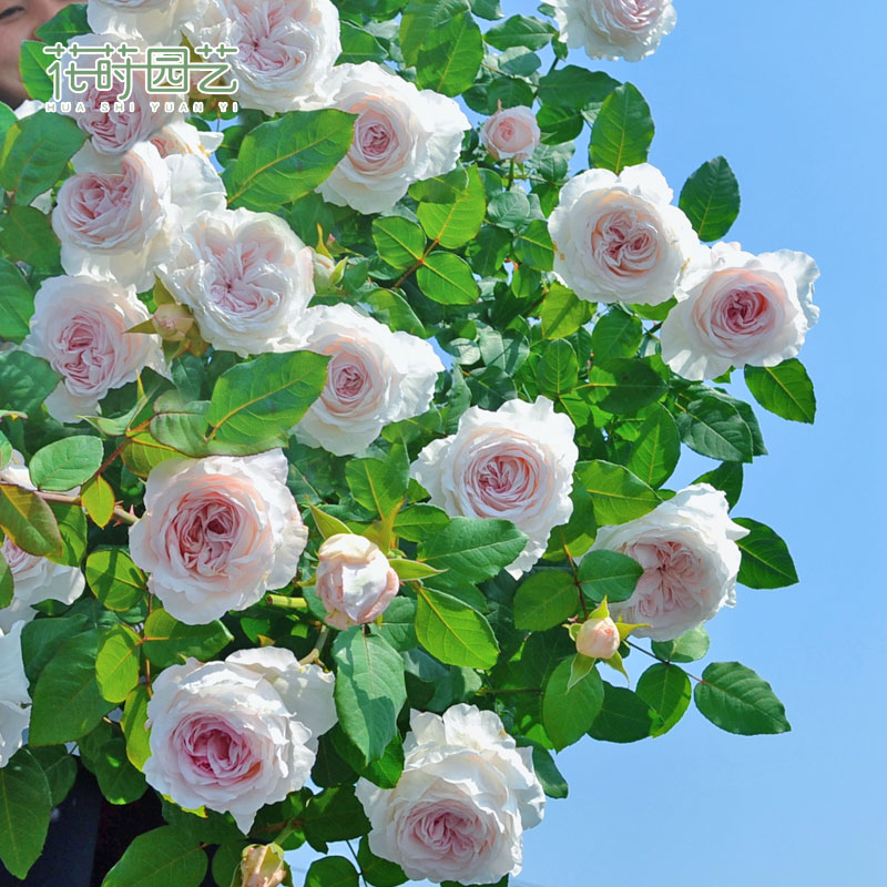 花莳园艺 1.5加仑根接月季花苗舍农索贝鲁奇月季庭院阳台地栽植物 - 图0