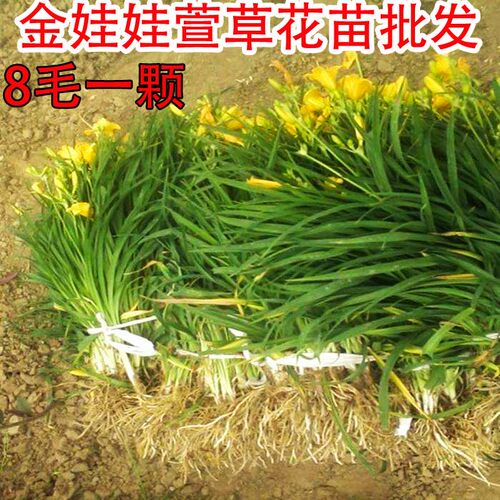 萱草花苗大花萱草金娃娃忘忧草室内庭院盆栽地载四季易活绿化花苗 - 图1