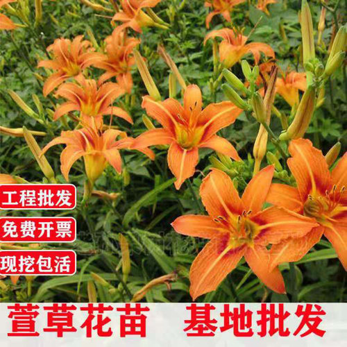 绿化大花萱草忘忧草宿根耐寒金娃娃花苗地被庭院阳台盆栽花卉 - 图0