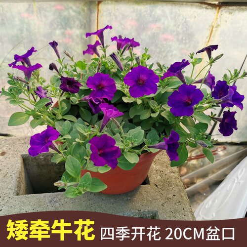 矮牵牛花盆栽大苗 爬藤多年生 重瓣喇叭花垂吊兰百万小玲两盆包邮 - 图0