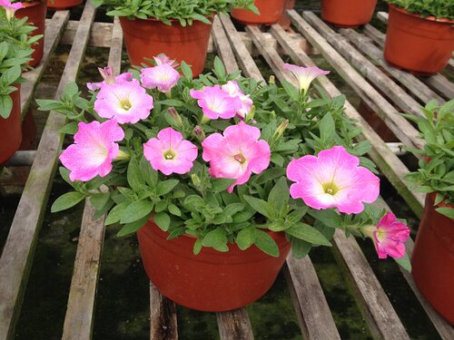 矮牵牛花盆栽大苗 爬藤多年生 重瓣喇叭花垂吊兰百万小玲两盆包邮 - 图1