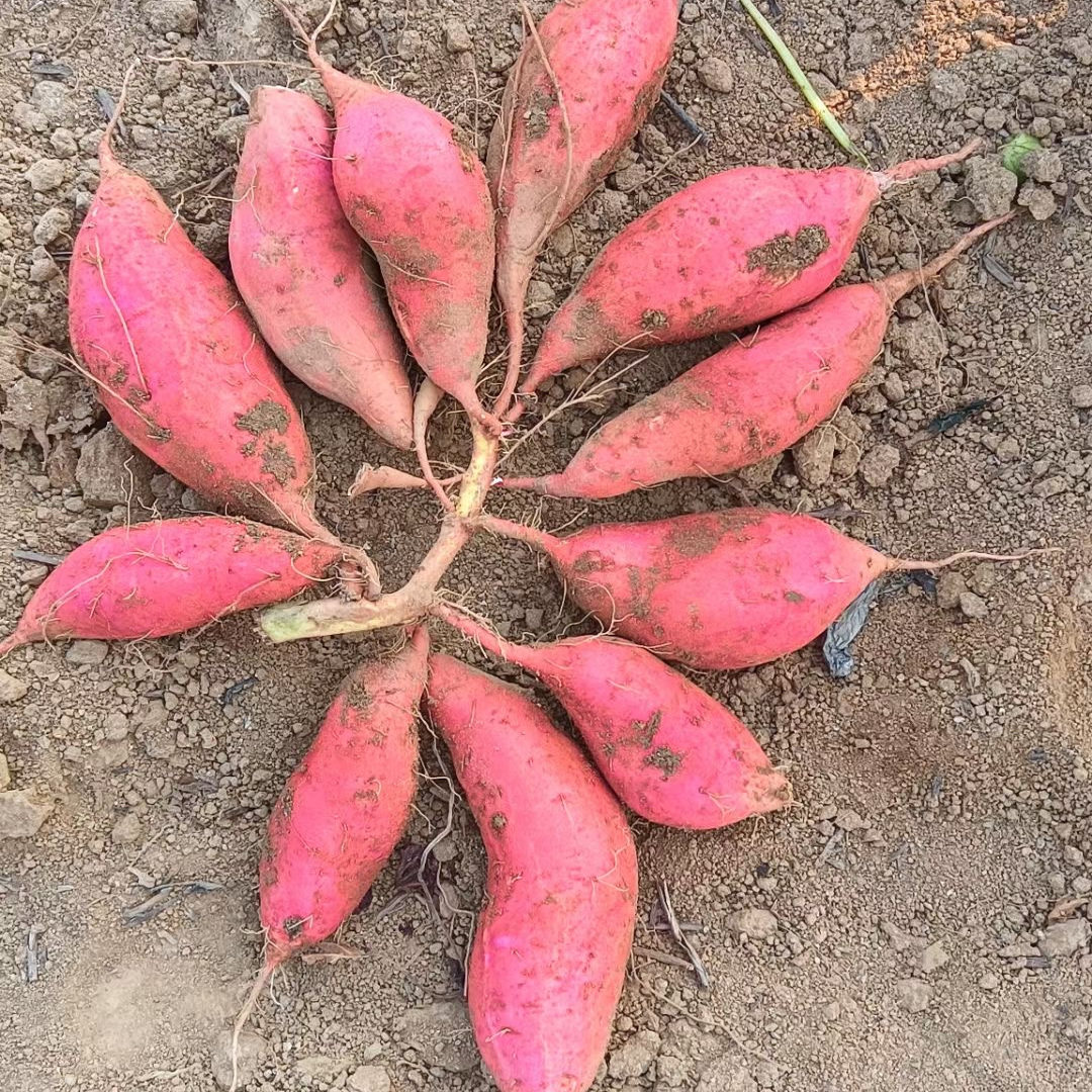 红薯苗烟薯25号蜜薯烤地瓜秧红糖心蜜薯种植藤高产脱毒红黄农科院