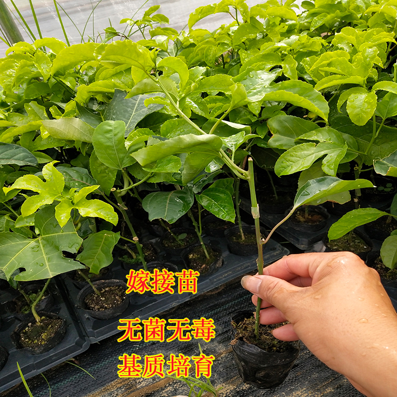 百香果苗黄金果苗紫香绿皮百果苗图片_2