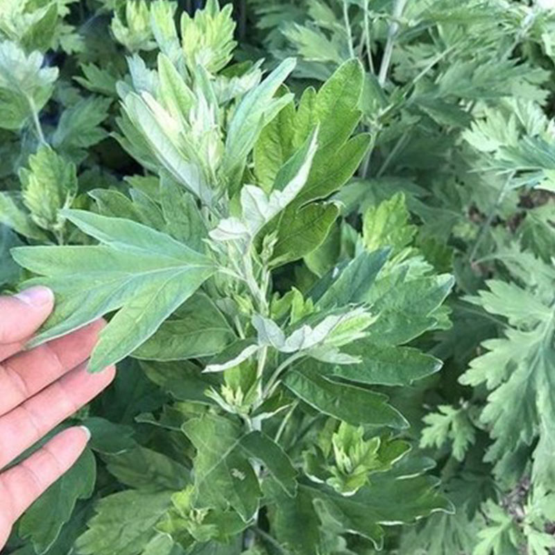 药用大叶艾草种子食用草艾绒香艾草四季种野艾草艾蒿艾叶种子-图1