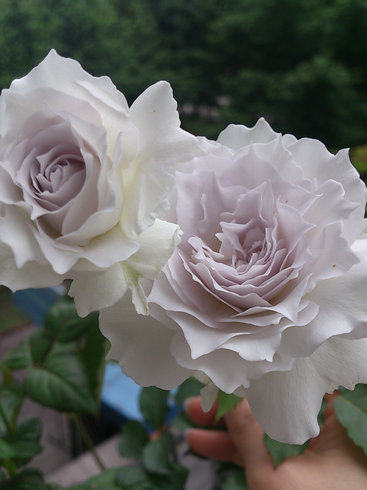 【水灵花园】加百列大天使 灌木 月季玫瑰 盆栽 浓香绿植 - 图1