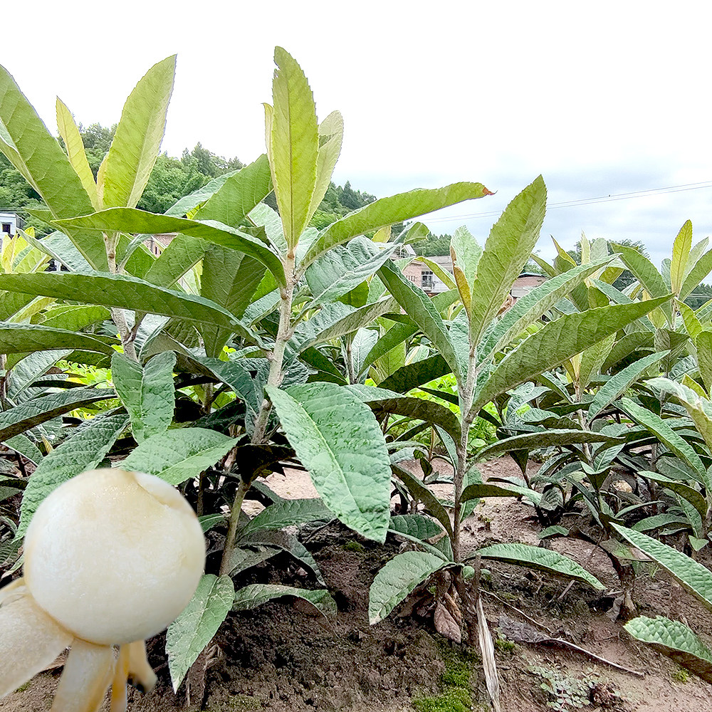 贵妃枇杷树苗嫁接白肉琵琶白沙果树苗盆栽地栽常绿苗木果苗春花,淘宝优惠券,粉丝福利购,淘宝优惠卷
