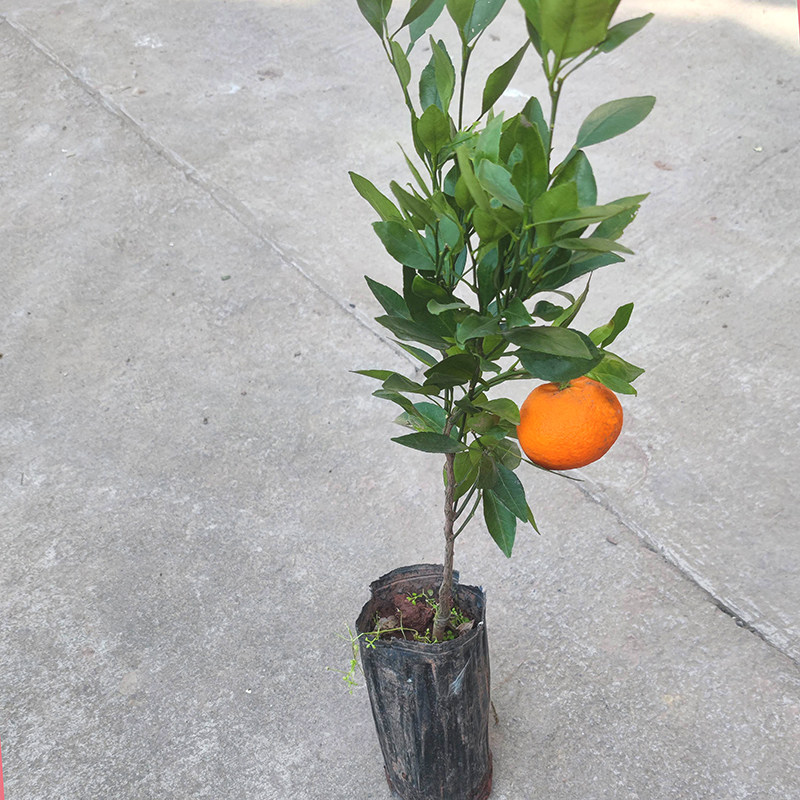 甘平柑橘树苗 嫁接果树盆栽 四川成森新品种带土苗木南方柑平果苗,淘宝优惠券,粉丝福利购,淘宝优惠卷