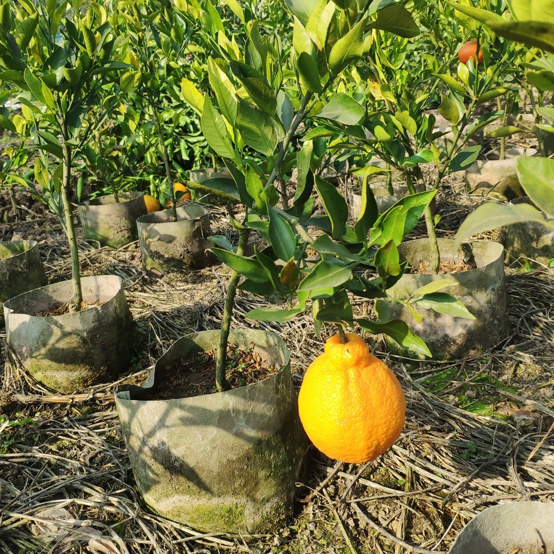 丑柑树苗不知火丑八怪柑橘苗嫁接果树苗四川丑橘盆栽地栽柑桔,淘宝优惠券,粉丝福利购,淘宝优惠卷