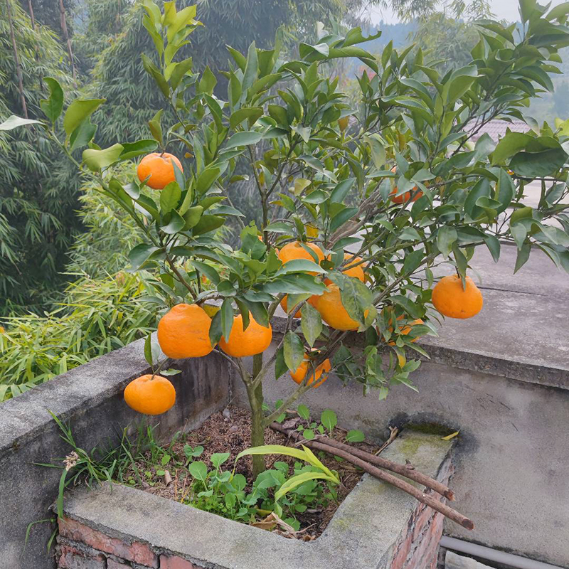 春见耙耙柑树苗带土嫁接四川柑桔盆栽地栽苗木趴趴苗果树果苗-图1