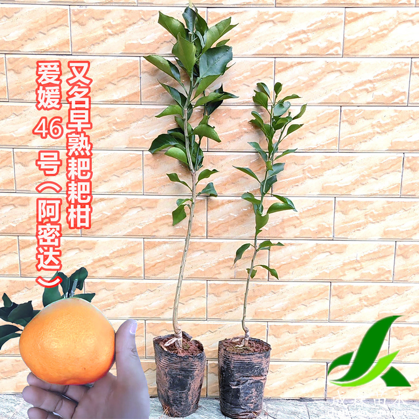 爱媛46号阿密达早熟耙耙柑嫁接新品种柑橘果树苗盆栽地栽桔子树,淘宝优惠券,粉丝福利购,淘宝优惠卷