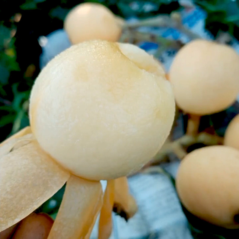 贵妃枇杷树苗嫁接白肉琵琶白沙果树苗盆栽地栽常绿苗木果苗春花,淘宝优惠券,粉丝福利购,淘宝优惠卷