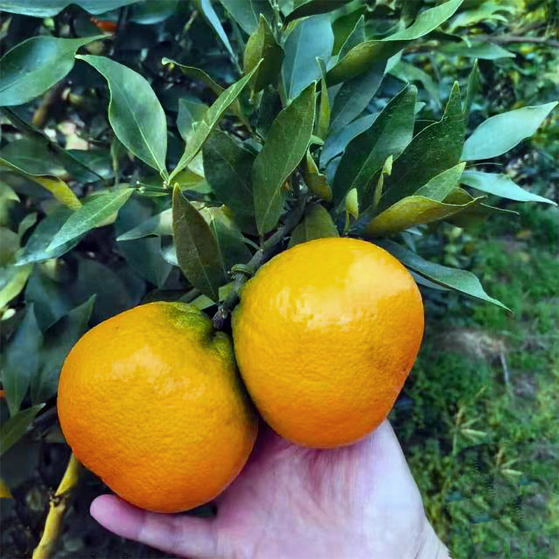 爱媛46号阿密达早熟耙耙柑嫁接新品种柑橘果树苗盆栽地栽桔子树,淘宝优惠券,粉丝福利购,淘宝优惠卷