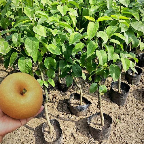 秋月梨果树苗丰水梨圆黄嫁接苗南北方种植盆地栽庭院种植带土苗木 - 图0