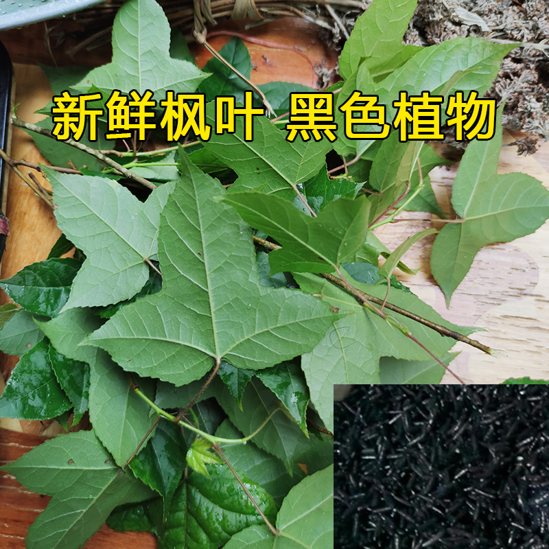 枫香叶新鲜乌米饭叶红蓝草三月三清明节染料广西五色糯米饭植物-图0