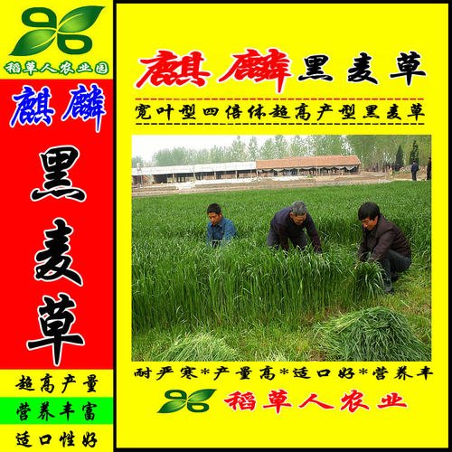 特高宽叶四倍体黑麦草种子 美国百绿进口 南方牛羊鹅兔鼠鱼牧草籽 - 图0