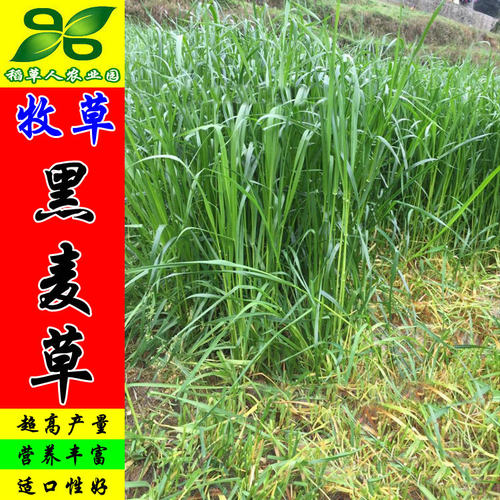 特高宽叶四倍体黑麦草种子 美国百绿进口 南方牛羊鹅兔鼠鱼牧草籽 - 图2