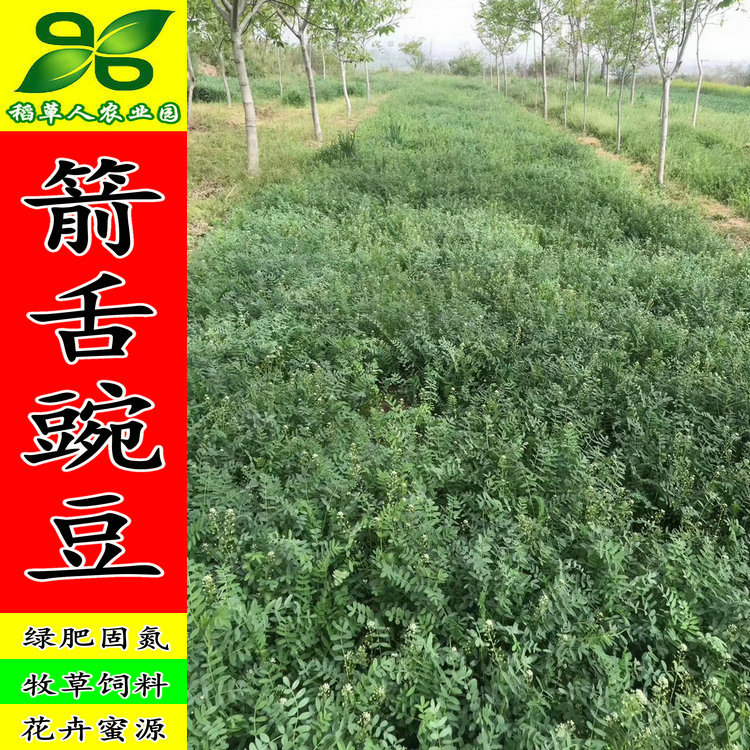 箭舌豌豆种子 田林果园固氮绿肥籽 青饲料牧草 景观花卉 蜜源植物 - 图2