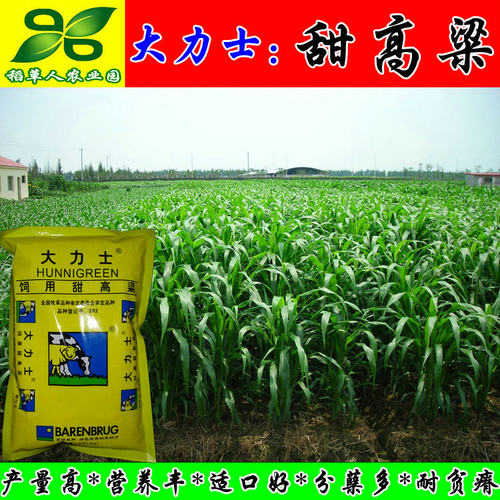 大力士甜高粱种子 正宗荷兰百绿集团进口牛羊鱼青贮 饲用牧草种籽 - 图2