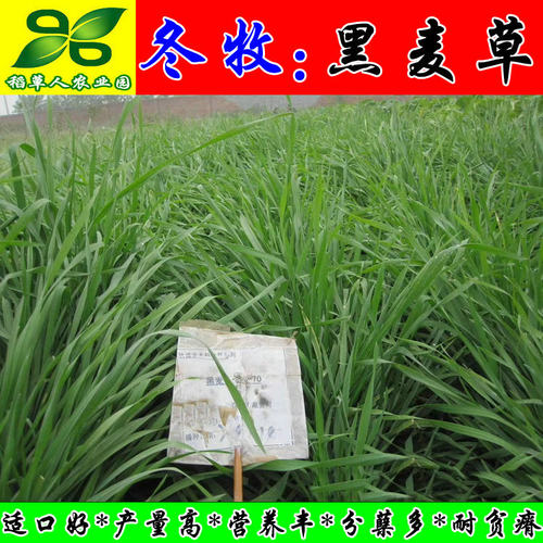 冬牧70黑麦草种子 耐严寒宽叶大颗粒牧草籽猪牛羊兔鸡鸭鹅鱼包邮 - 图2