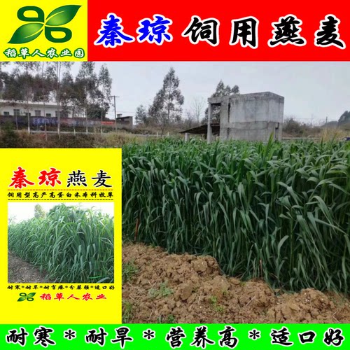 饲用燕麦种子 秦琼边锋牧草籽 高产饲料作物 耐寒好 产量高适应强 - 图0