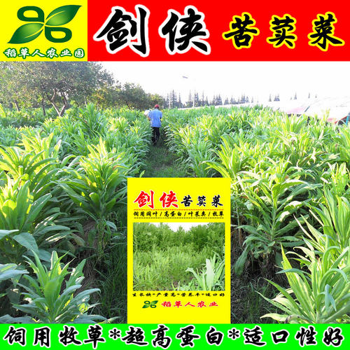 饲用苦荬菜种子 牧草籽牛羊鸡鸭鹅兔鱼肥猪草买卖麦麻 南北方包邮 - 图0