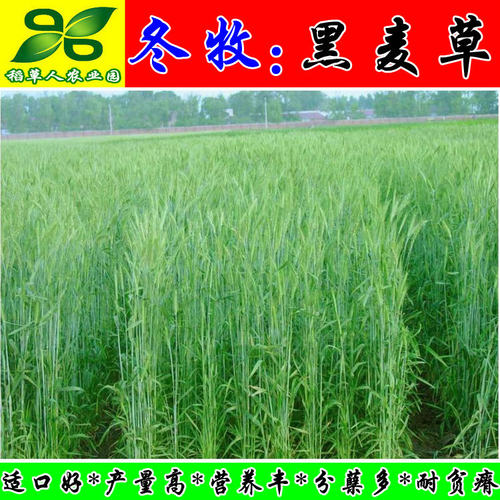 冬牧70黑麦草种子 耐严寒宽叶大颗粒牧草籽猪牛羊兔鸡鸭鹅鱼包邮 - 图0