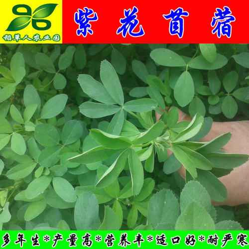 紫花苜蓿种子 多年生四季南北方牧草坪籽芽苗菜绿化蜜源绿肥包邮 - 图2
