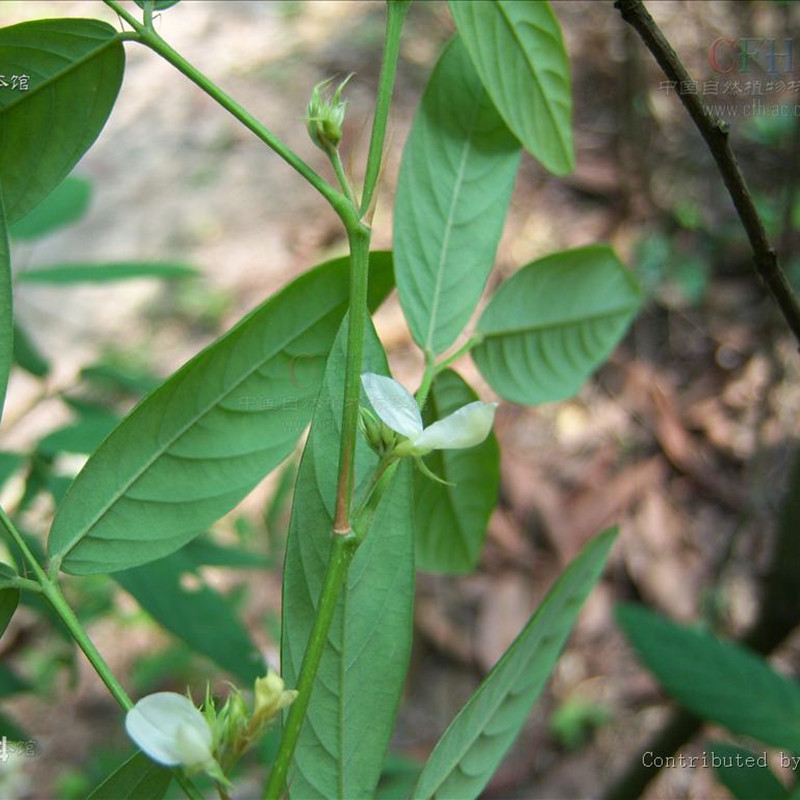 木豆 鸽豆 柳豆 豆蓉 树豆 树黄豆 灌木护林护坡包邮 - 图0