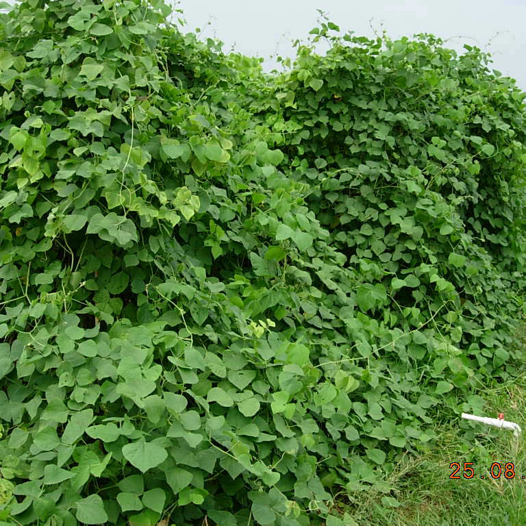 拉吧豆牧草种子 绿肥种籽 豆科固氮 改良土壤 防杂草 百绿润高值 - 图1