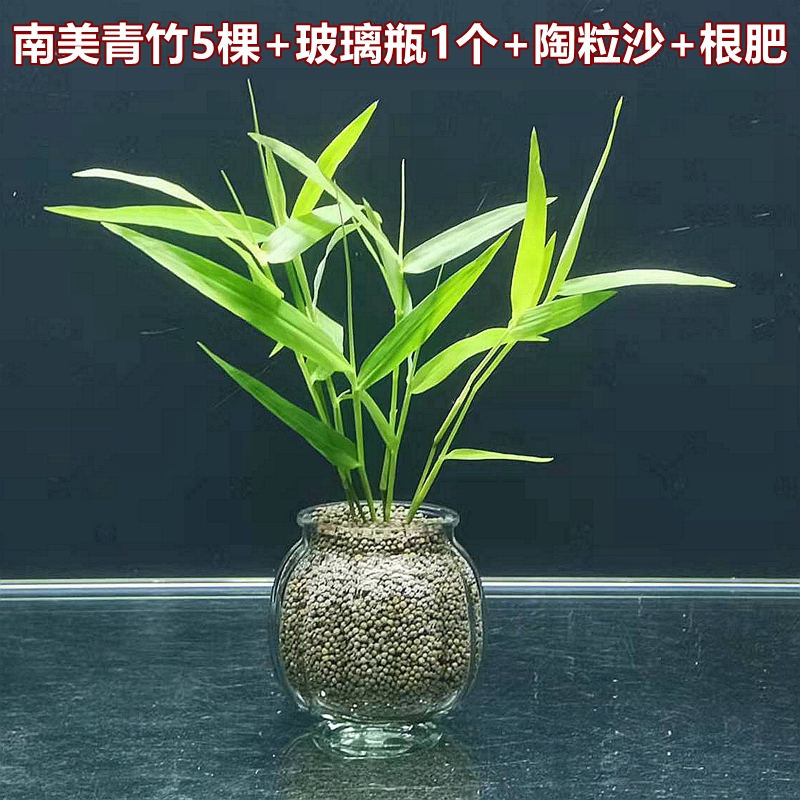 真水草鱼缸造景淡水活体植物迷你九绿菊蜈蚣草水榕青竹红荷根带瓶 - 图0