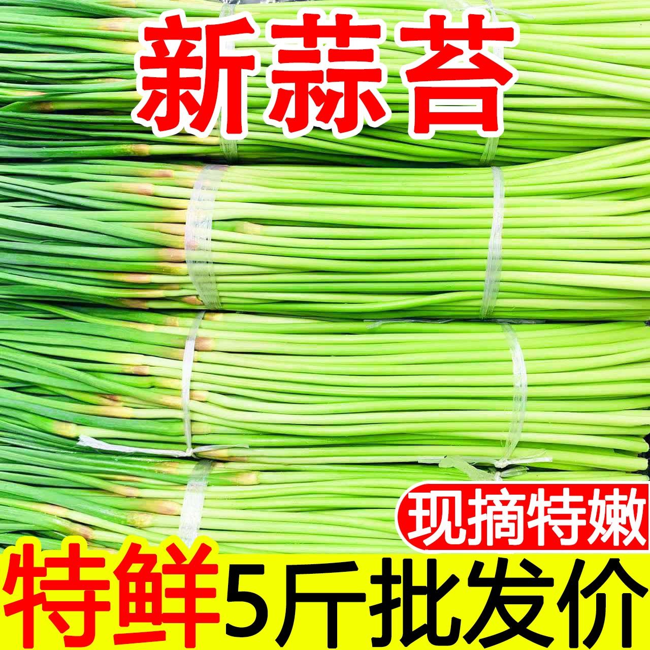 鲜蒜苔2024年现摘现发河南红帽蒜苔新鲜蔬菜蒜苔5斤批发鲜蒜苔 - 图0