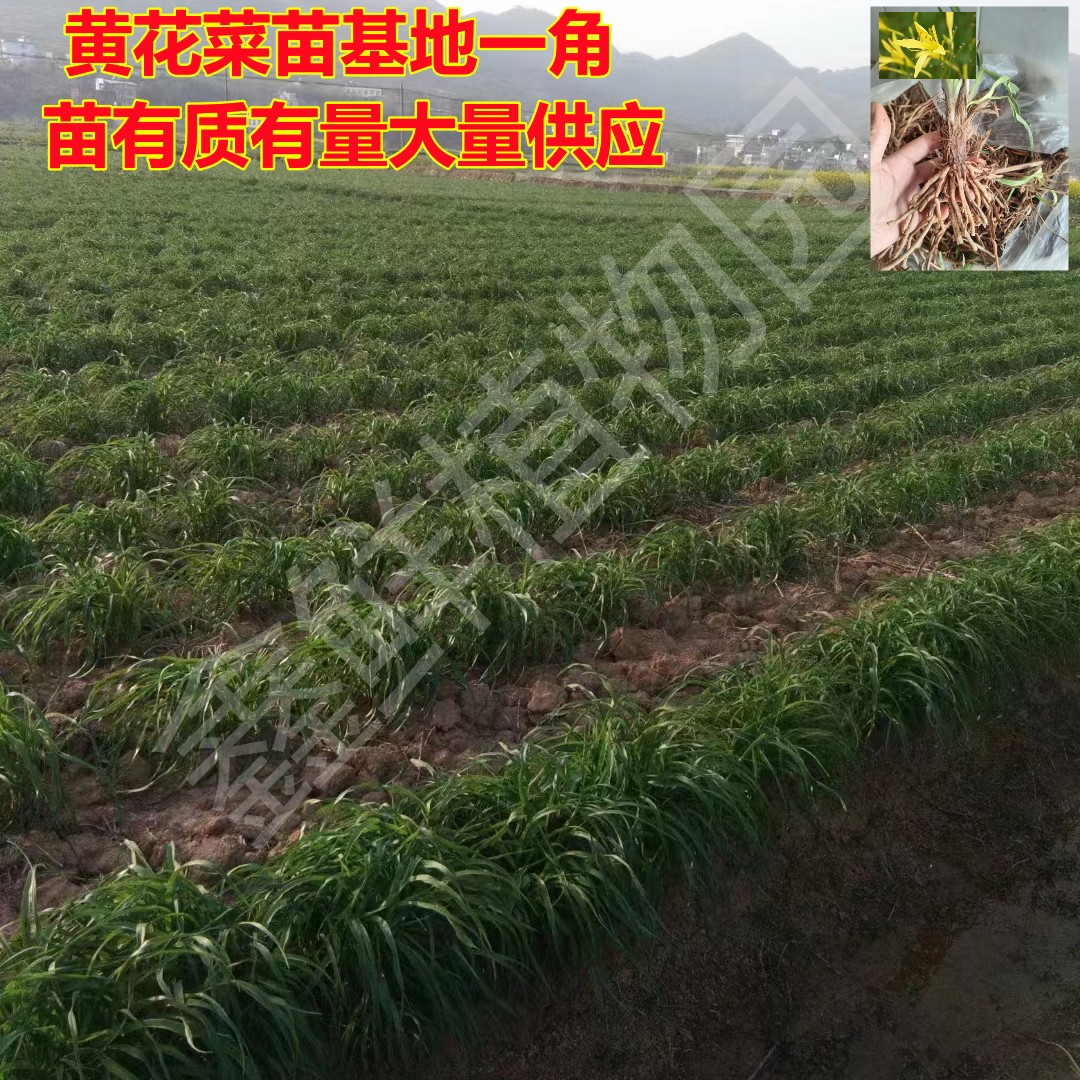 黄花菜种苗金针菜苗基地现挖直发优质高产食用黄花菜种植苗包活 - 图2