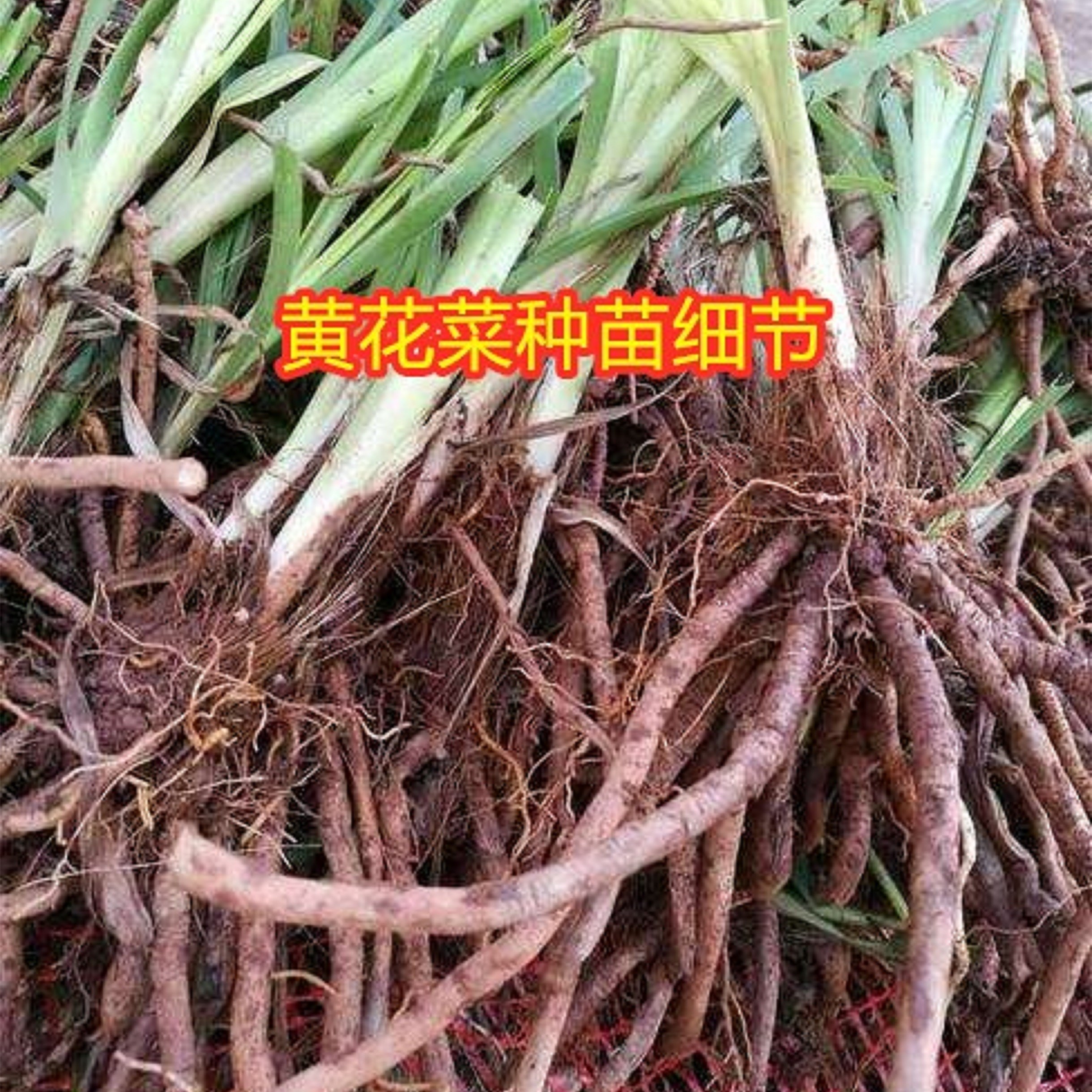 黄花菜种苗金针菜苗基地现挖直发优质高产食用黄花菜种植苗包活 - 图1