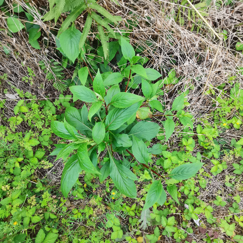 新鲜苦菜败酱草野菜天然苦斋菜苦甲苦夹苦益菜清凉下火苦一菜现摘 - 图1