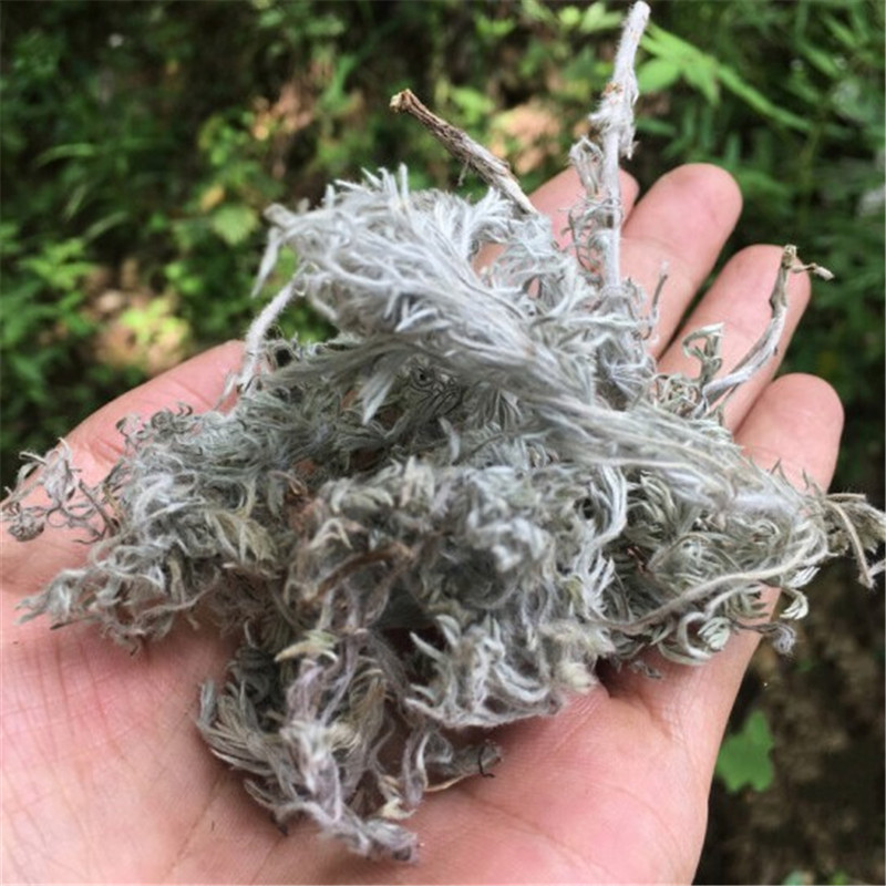 茵陈 中药材 茵陈草 茵陈蒿 绵茵陈  野生新鲜整棵干货散装500g - 图0