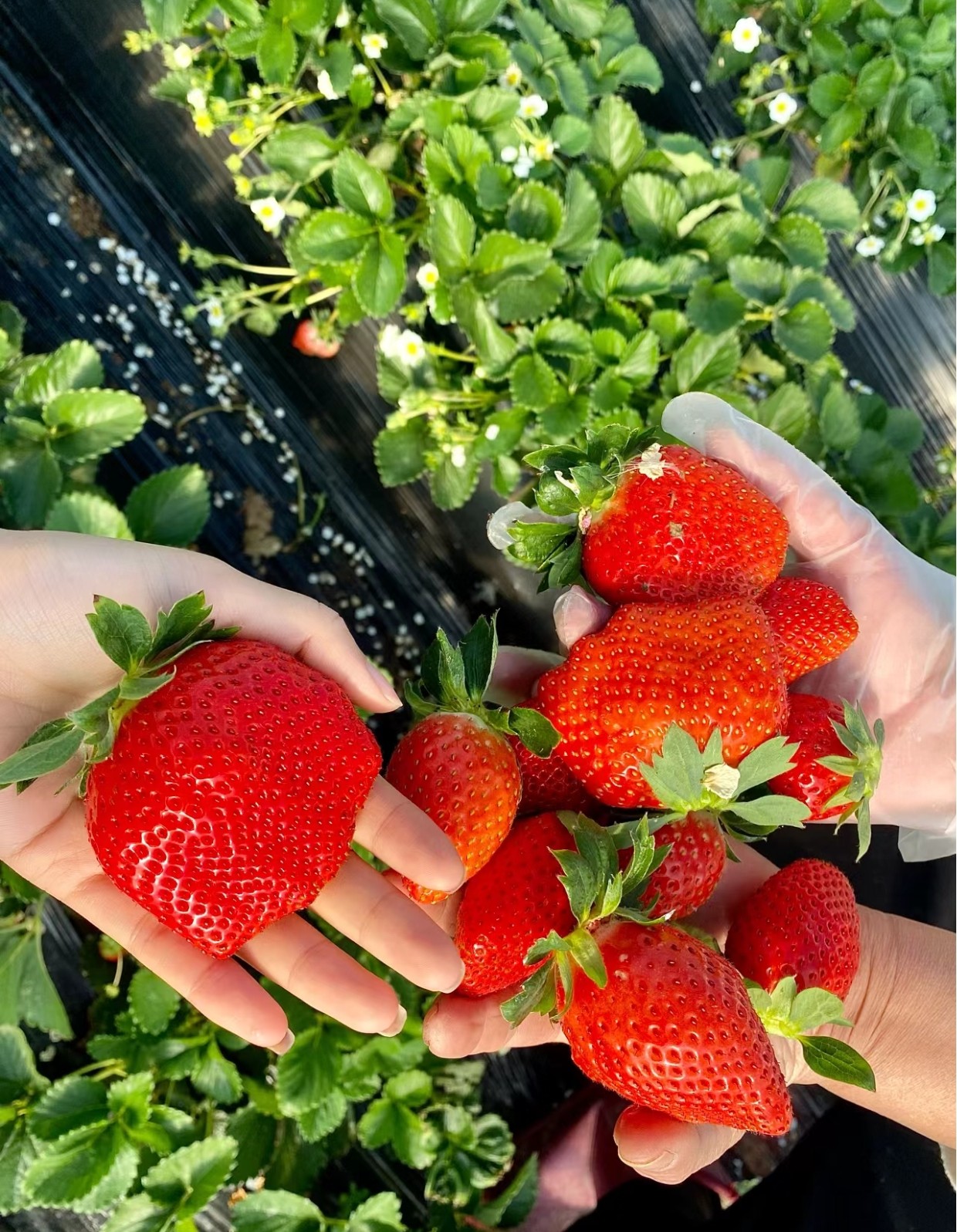 【7方小盆苗】香野奶油粉玉妙七建德白草莓秧苗盆栽,淘宝优惠券,粉丝福利购,淘宝优惠卷