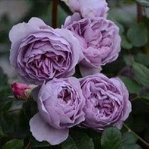 Blue Storm Moon Season Flower Miao Large Flower Blossom Purple Flowers Botanical Garden Four Seasons Rose Potted Euromoon