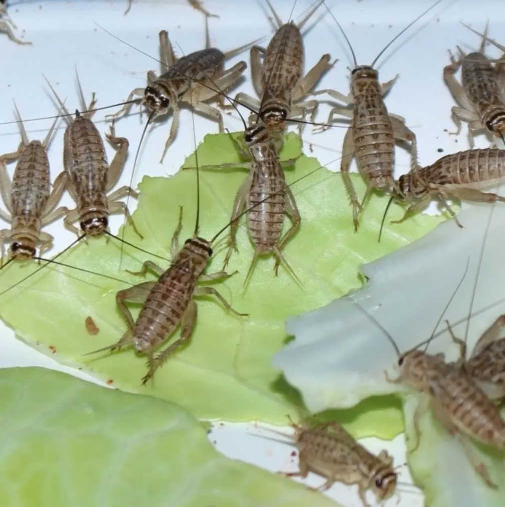 活体蟋蟀饲料虫白蛐蛐黑油葫芦针头树蛙守宫蜥蜴鸟鱼爬宠袋装盒装 - 图1