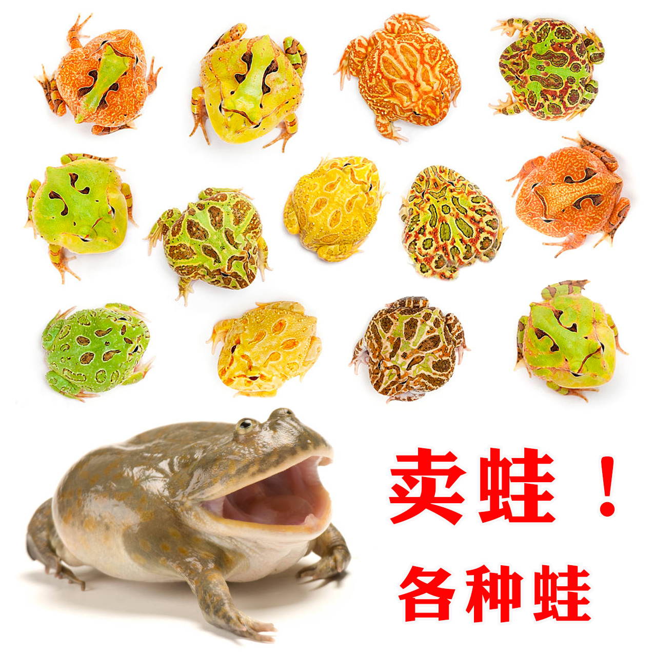 活体宠物角蛙黄金绿角草莓南瓜皮卡丘蝴蝶霸王钟角小丑非牛姥爷树,淘宝优惠券,粉丝福利购,淘宝优惠卷