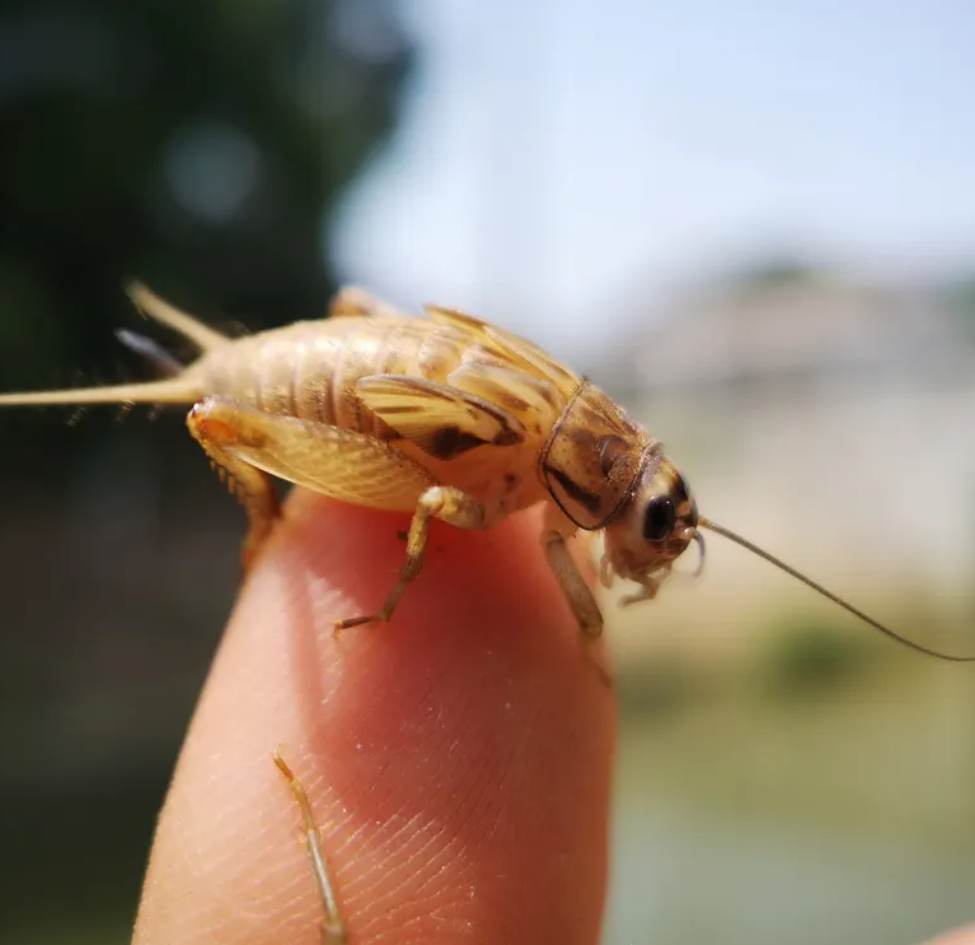 活体蟋蟀饲料虫白蛐蛐黑油葫芦针头树蛙守宫蜥蜴鸟鱼爬宠袋装盒装 - 图0