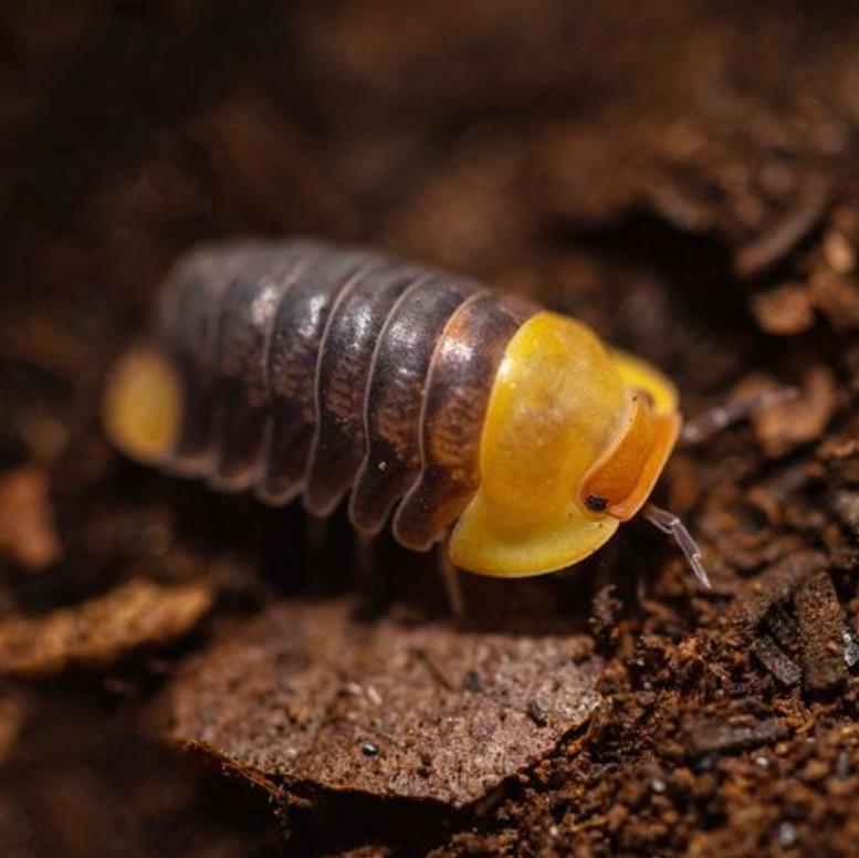 宠物鼠妇活体虫潮虫子西瓜虫桌面景观学生实验观察昆虫橘化熊猫王-图0