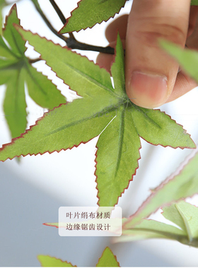 日本红枫树室内景观假绿植现货