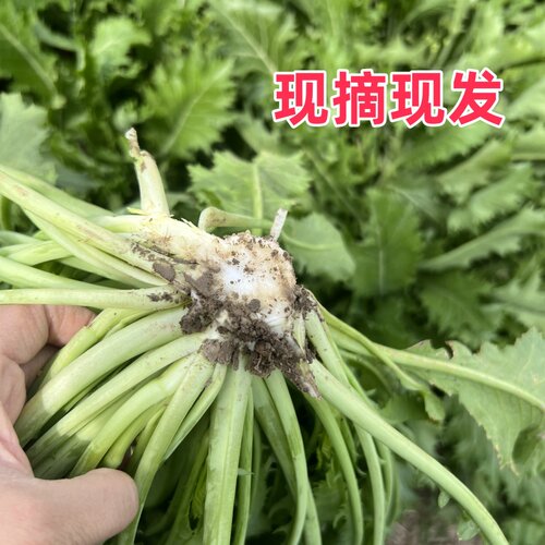 苏北新鲜雪里红雪菜雪里蕻农家蔬菜九头可腌制咸菜饭菜现摘批发 - 图1