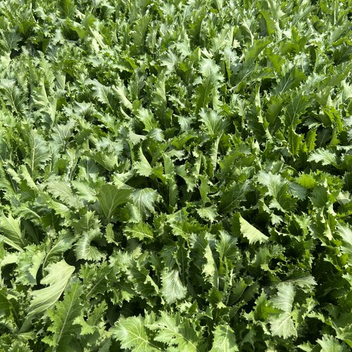 苏北新鲜雪里红雪菜雪里蕻农家蔬菜九头可腌制咸菜饭菜现摘批发 - 图2