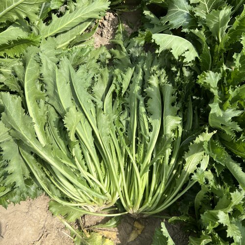 苏北新鲜雪里红雪菜雪里蕻农家蔬菜九头可腌制咸菜饭菜现摘批发 - 图0